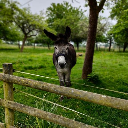 Bed and Breakfast La Ville - Les Petits Champs Buais-les-Monts Екстер'єр фото